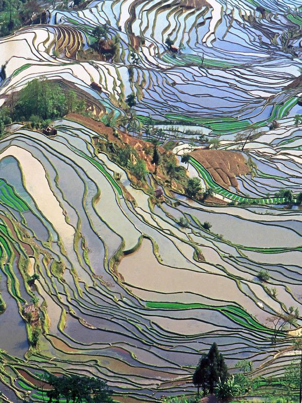 Dans la fraicheur des rizières : Expo Chine – célébration de la terre