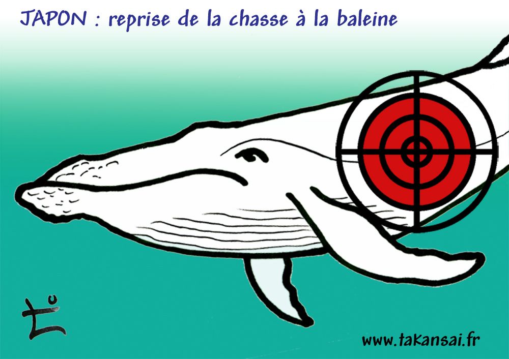 Japon : reprise de la pêche à la baleine