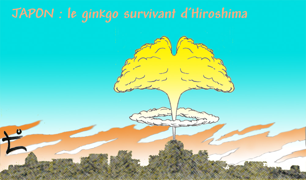 Dessin du mois 2024-11 – Japon : le ginkgo survivant d’Hiroshima