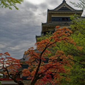 du 2/6 au 26/6/2026 - LE JAPON A L'HONNEUR A LA MCA