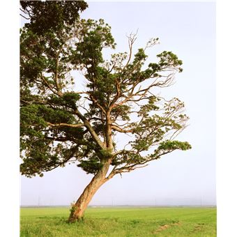 Tsunami Trees de Naoya Hatakeyama paraît chez Light Motiv.